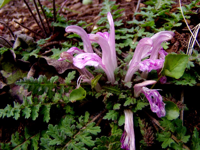 Pedicularis acaulis Scop. / Pedicolare primaticcia